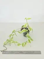 Vanilla somae, variegated