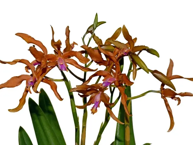 Laeliocattleya Ross Otto (Laeliocattleya)