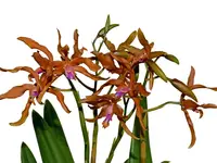 Laeliocattleya Ross Otto