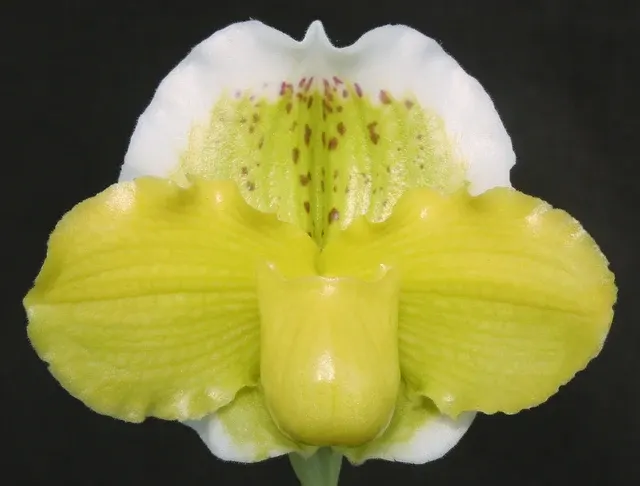 Paphiopedilum Via Vulcan Verde B/CSA X Green Mirror 'Petticoat' (Paphiopedilum)