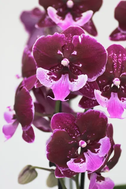 Phalaenopsis Chia Shing Hot Kiss S" 'Liu'