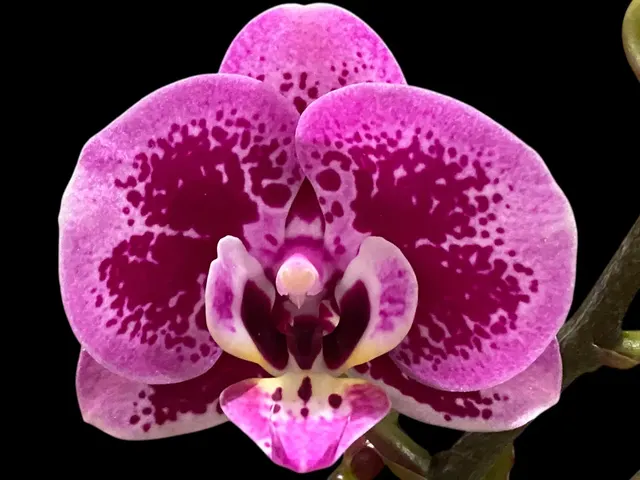 Phalaenopsis Yu Pin Burgundy