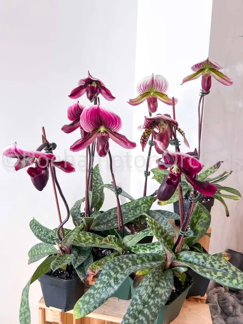 Paphiopedilum Yi-Ying Morning Sun (Paphiopedilum)
