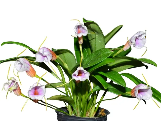 Masdevallia Haven 'Patricia' (Masdevallia)