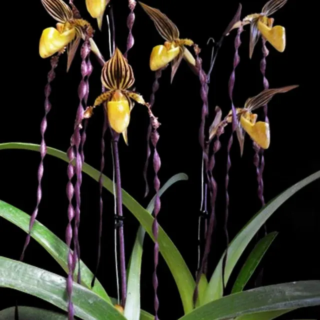 Paphiopedilum Michael Koopowitz x Sib