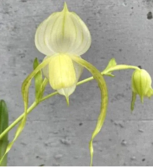 Paphiopedilum Bobby Orr x wensenense album (Paphiopedilum)