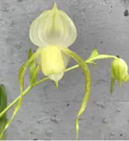 Flask - Paphiopedilum Paph. Bobby Orr x wensenense album - Slipper Orchid