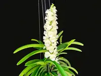 Rhynchostylis coelestis 'Alba'