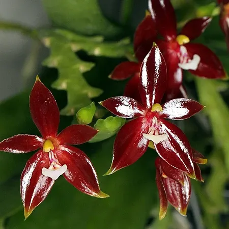 Phalaenopsis cornu-cervi var vini 'Wan-Kou' (Phalaenopsis)