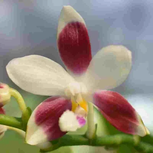 Phalaenopsis tetraspis sp (Phalaenopsis)