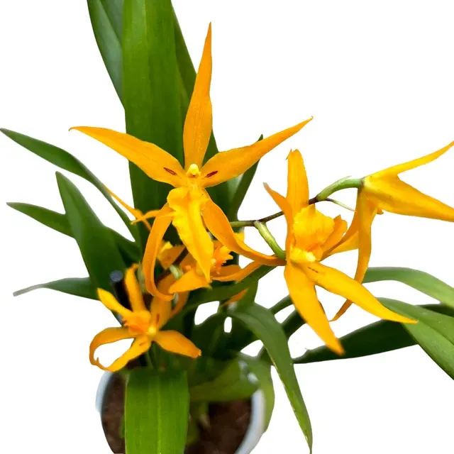 Banfieldara Gold Star Parfumata