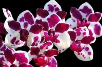 Rhynchostylis gigantea (Rhynchostylis)