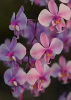 YL-101 Phalaenopsis schilleriana 'YL101'