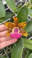 Ctt. Ratsima Spot -mature plant
