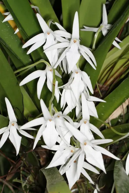 Jumellea sagittata (Jumellea)
