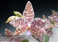 Phal. hieroglyphica 'Note: compact growing strain. ' (hieroglyphica ' Jumbo' x self)