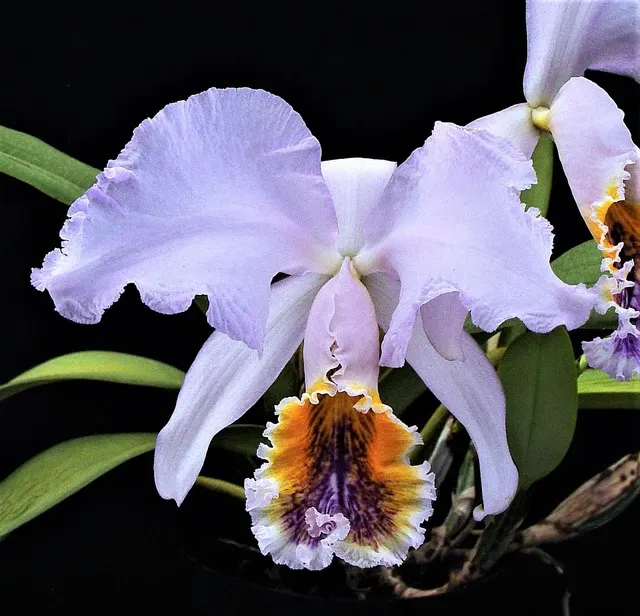 Cattleya mossiae 'f. coerulea'