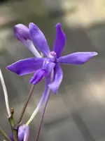 Vandachostylis Charm ‘Blue Star’