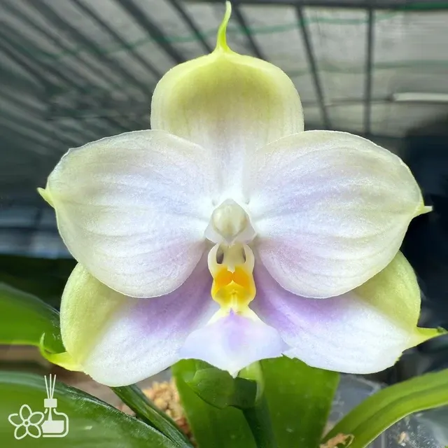 Phalaenopsis Yang’s Double Diamond 'Pearl Violet' (Phalaenopsis)