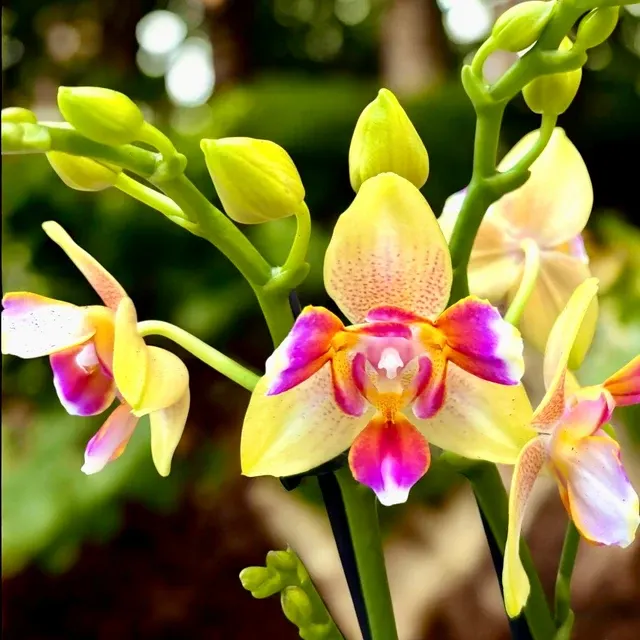 Phalaenopsis I-Hsin Venus Peloric - Flori Intens Parfumate