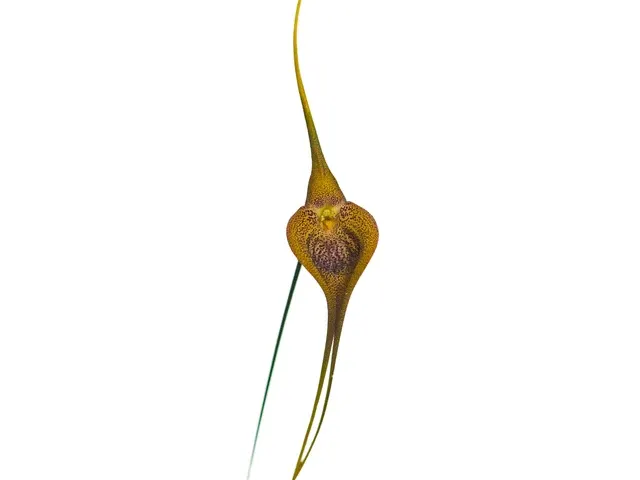 Masdevallia Amazon Leopard (Masdevallia)