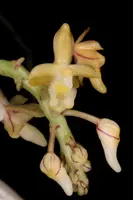 Micropera pallida