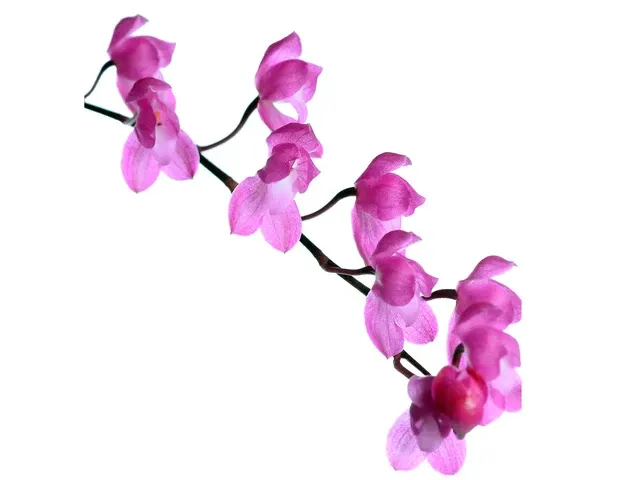 Oncidium strictum (Oncidium)