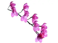Oncidium strictum