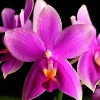 Phal. Timothy Christopher × bellina, Blooming Size, FREE SHIPPING
