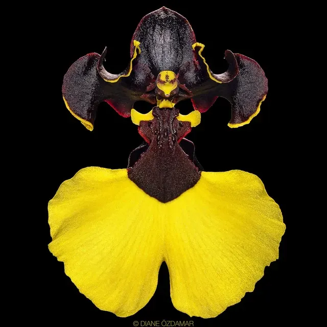 Oncidium Alliance - Oncidium Jiaho Queen GM/TOGA - A Black Orchid! 'Jiaho' (Oncidium)