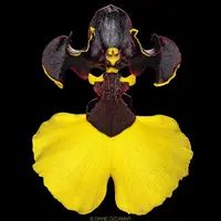 Oncidium Alliance - Oncidium Jiaho Queen 'Jiaho' GM/TOGA - a Black Orchid!