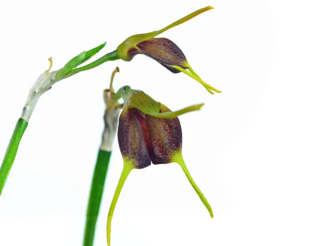 Masdevallia bicolor (Masdevallia)