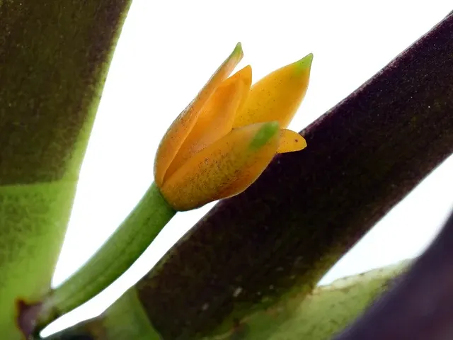Maxillaria discolor (Maxillaria)