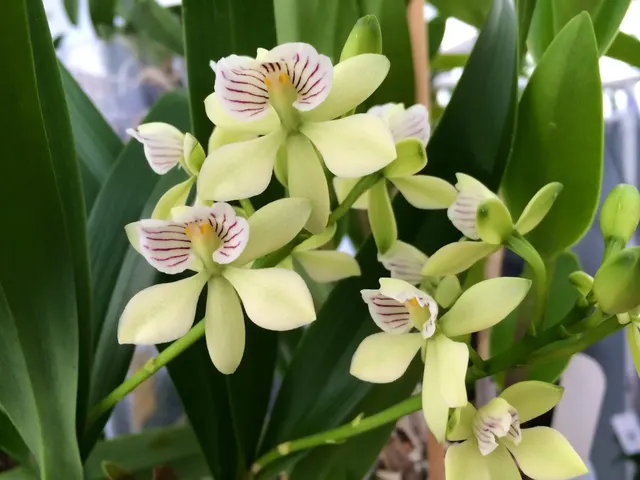 Encyclia radiata (Encyclia)