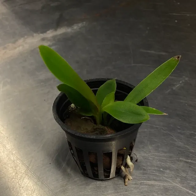 Cattleya violacea x (Cattleya)
