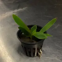 Cattleya violacea x Sl. Orpetii