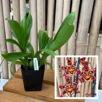 Wils. Eye Candy 'Pinkie' (4" Pot) - Not Blooming