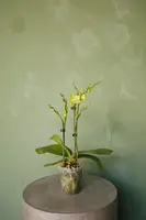 Phalaenopsis Orchid — 4" Single