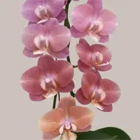 [Bare-root] Phal. Suki "Salmon"變色鮭魚 [2.4" BS][July in stock]