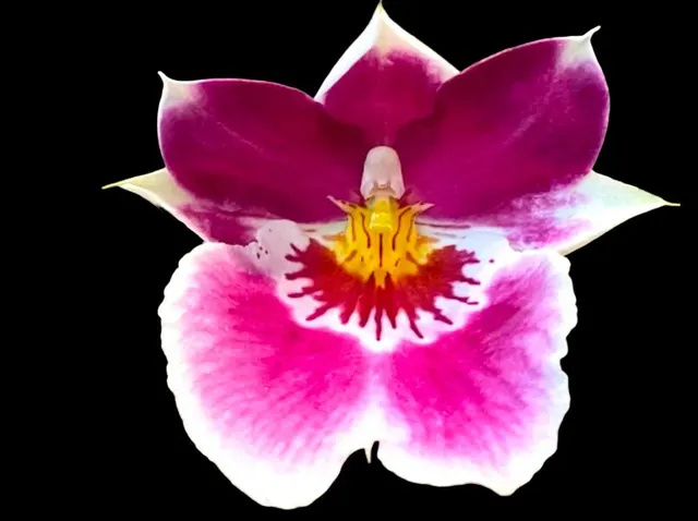 Miltoniopsis Memoria Dale Carlson ‘Woodys’ x Edie Brown