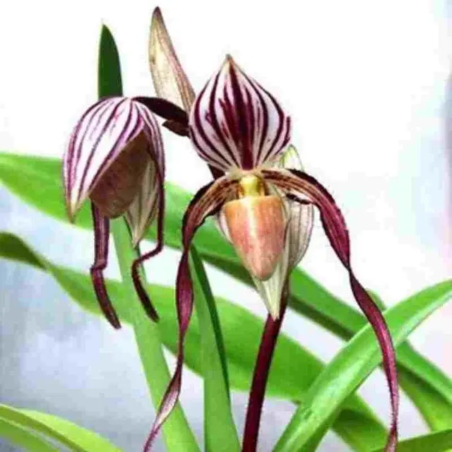 Paphiopedilum philippinense var laveagatum 'In - Charm' (Paphiopedilum)