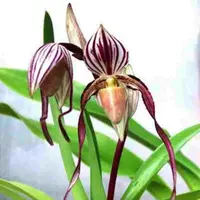 Paph. philippinense var. laveagatum 'In - Charm' X Self