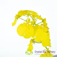 Oncidium Sweet Sugar 'Lemon Drop' HCC/AOS (H042) — 2" Pot / Without Spike