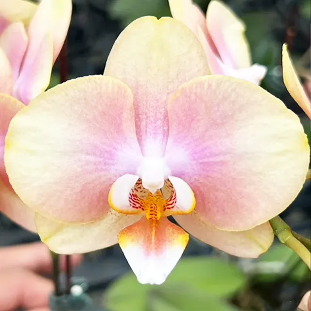 Phalaenopsis Younghome Walle '05101'