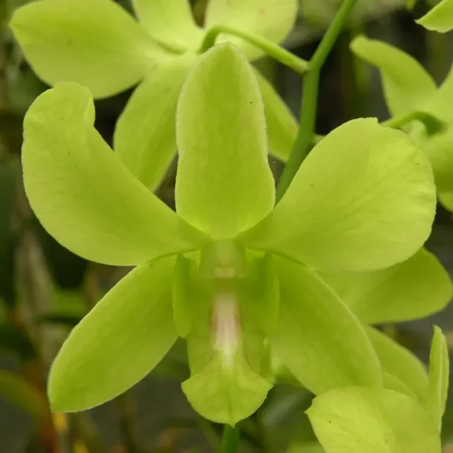 Dendrobium Pongtong Green
