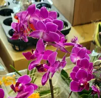 Phal. Sogo Yenlin 'Coffee' (PM286) (Hybrid)