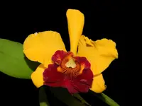 Rhyncholaeliocattleya Hey Tom