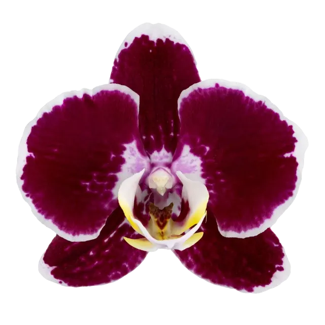 Phalaenopsis Corazion - 50mm