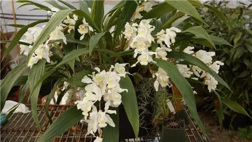 Coelogyne Unchained Melody (Coelogyne)