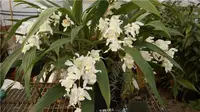 Coelogyne Unchained Melody